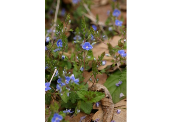 Gamander-Ehrenpreis (Veronica chamaedrys) - © Emanuel Trummer